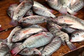fish