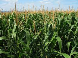 maize